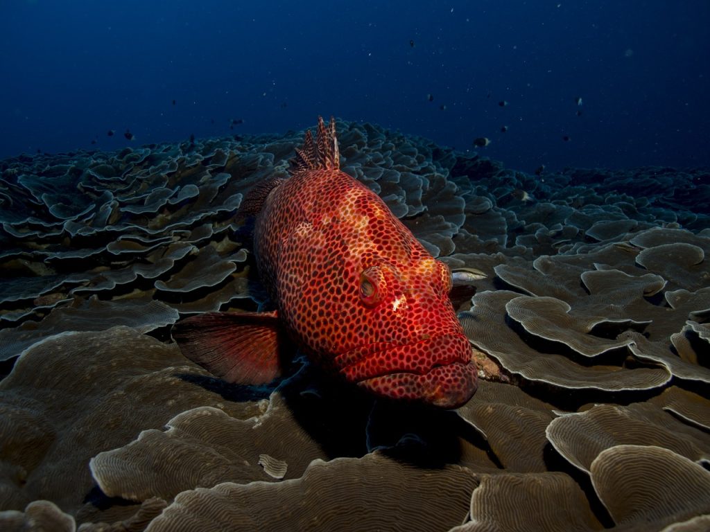 fish, grouper, red