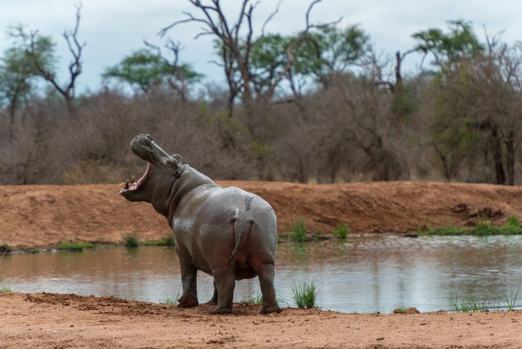 hippo, animal, wildlife